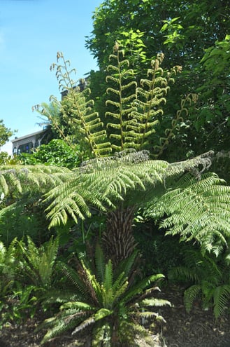 Cyathea delbata is a native of New Zeland.  It is the only fern to have silver on the underside of the adult fronds and frond stalks.
