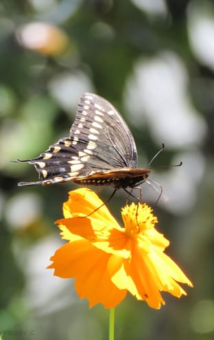 October 1, 2018 - Black Swallowtail [ I think ] - fast and very busy .. no time to pose ..