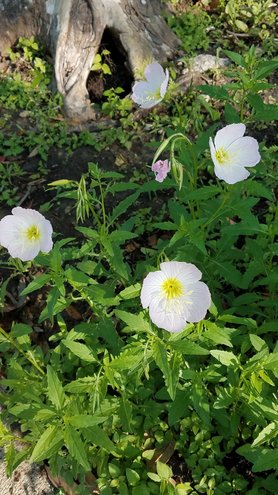 Blissful Buttercups