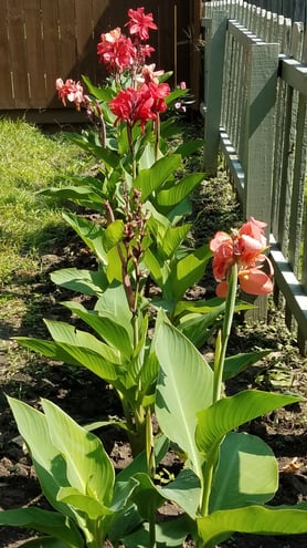 Canna Lilies dwarf variety. I believe I have a few Cannova Mango and Cannova Scarlet Wave. Grow four to six feet. These are growing well in sun to part shade, north central Texas. Needs lots of water.