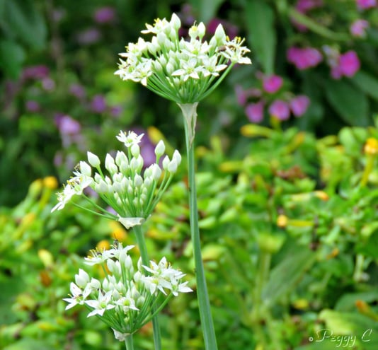 Galic Chives )Allium tunerosum) ..