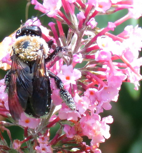 Carpenter Bee with pollen overload - Buddleja