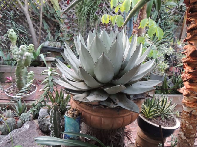 Agaves in back