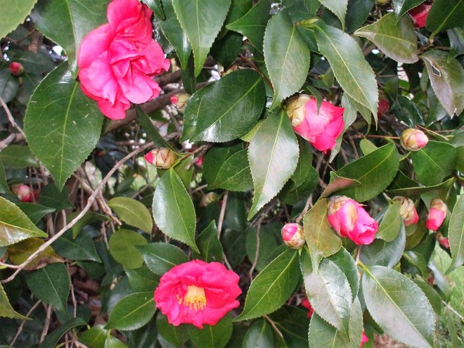 Camellia Japonica photo by RebeccaLynn on Garden Showcase