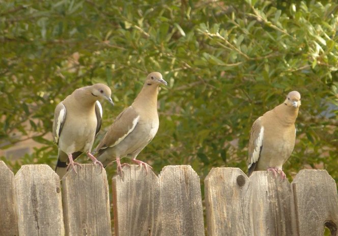 White-winged Dove (Zenaida asiatica)