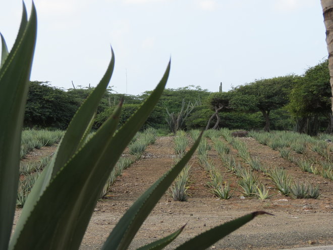 Here in Aruba Aloe fields are filled with plants to harvest for creams and soap.