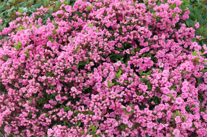 Beautiful pink Azalea in front yard.