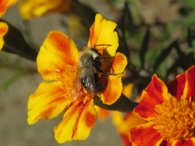 One of the last bees on French Marigolds ..