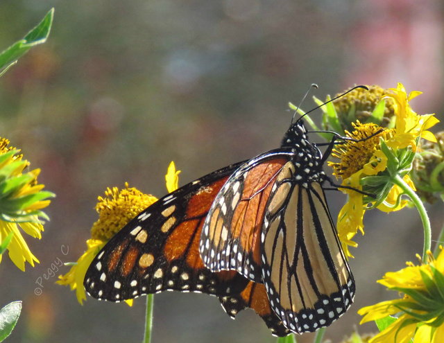 Monarch (f) - stopped to re-fuel on  False Sunflower .. a very warm October day -