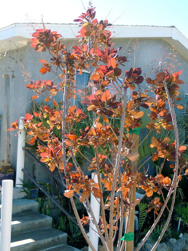 Cotinus desiccated and recovering in early fall