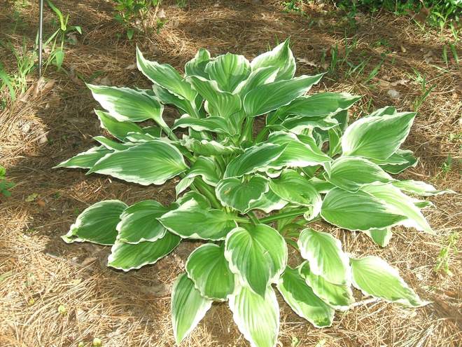 Hosta Patriot 2014 photo by rebeccalynn on Garden Showcase