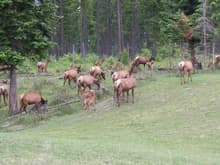 cow elk &amp; babies