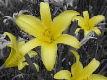 Yellow Flowers WTM