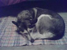 All curled up on her rug in my room- She was FREE so I couldn't pass her up. I have always wanted a Husky n now I have one :)