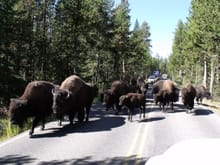 This is from the driver's seat in the white dodge in Yellowstone. Tucked in very close behind me were 3 guys on Harleys whom I bet were very glad I was there and wished that they were far away from there.