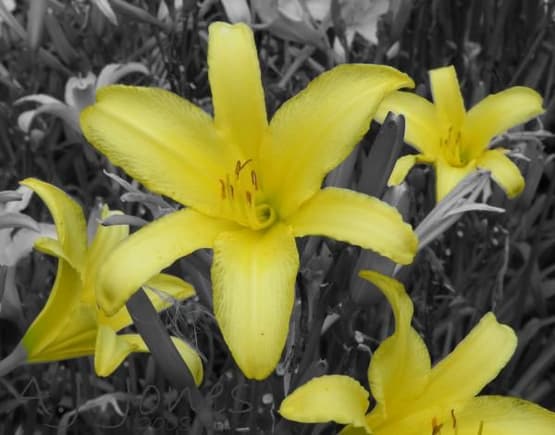 Yellow Flowers WTM