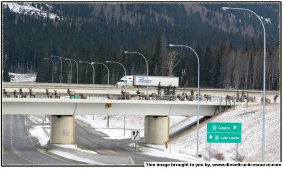 BanffWildlifeXing