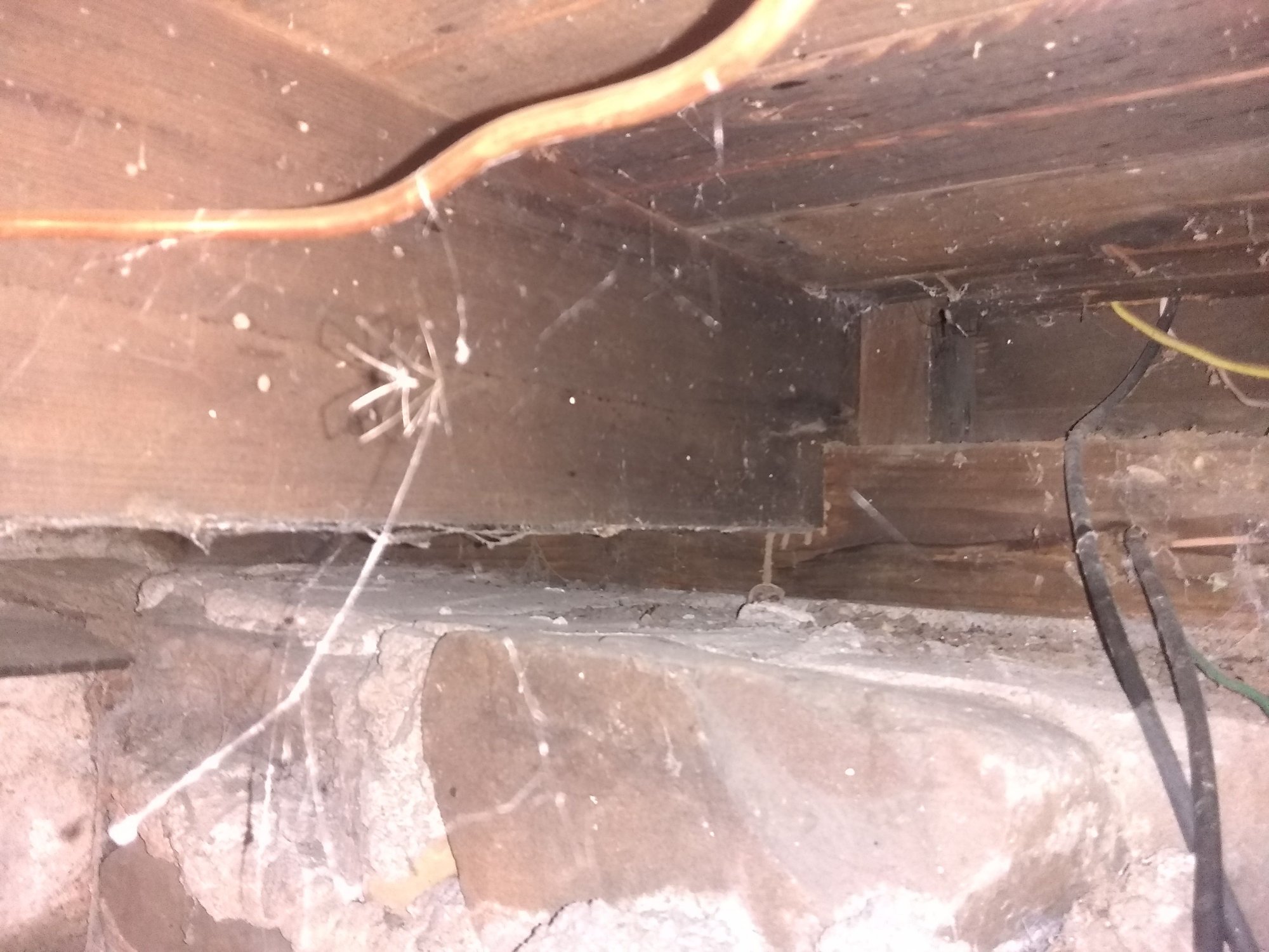 Insects eating sheetrock? Community Forums