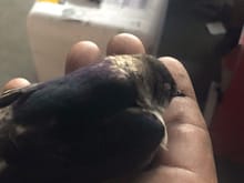 This poor guy flew into the door above me in fell about 20 feet. he did not live very long, but i made sure he was nice and warm in his last moments.  he kept me company for about 3-4 hours.