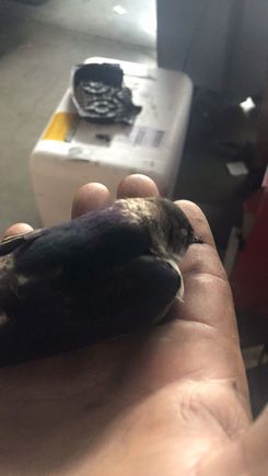 This poor guy flew into the door above me in fell about 20 feet. he did not live very long, but i made sure he was nice and warm in his last moments.  he kept me company for about 3-4 hours.