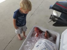 2 yr old Brody checking out the red snapper