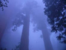 Sequoia Trees in the Mist