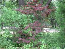 IMG 0902

Bloodgood Japanese Maple