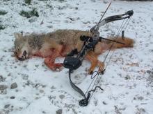 Coyote-2