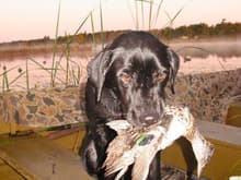 Dixie's first duck