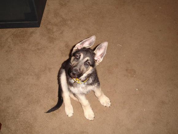 2 months old, he just got his ears to stand up.