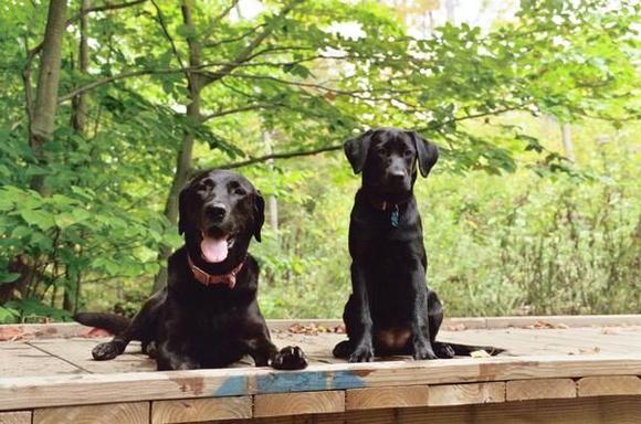 Abbey and Dixie