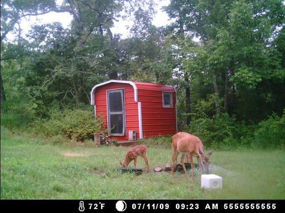 deer cam 129