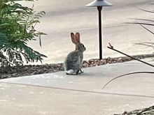 Bunny on our front walk this evening. 