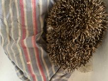 Gallus found an injured hedgehog in the garden during a flash rainstorm. Gave it some bed and breakfast before taking to the vet today. All well.