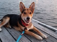 Pumpkin is very excited to meet everyone!