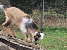 Zoomie because he zooms around
Will ask her to send video 