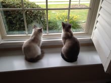 Cats and windows