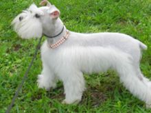 Getting this cutie in a few days