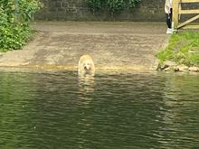 A doggo doing what dogs do 😁