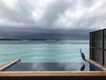 On the bright side - an old friend really likes the pool in the new Grand Water Villa’s with pool