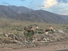 Camels (even closer)