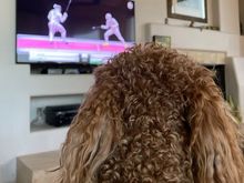 Poppy enjoying the Olympics. 