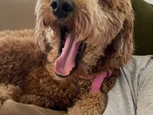 Poppy decided to yawn during “our” selfie. 