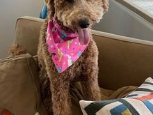 Poppy just back from the groomer. We decided to keep her curls and just do a bath, blow dry, face clean-up and nails. 