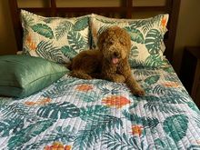 My sister is visiting next weekend. Poppy is making sure that the featherbed topper in the Aloha Suite  is just right!