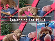 We had weekend guests. One is pretty handy with videos and made one of Poppy being “generous with her favors.”  This is a still from that.  The video is pretty funny. 