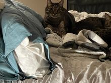 Fred claims he’s just checking in Artemis