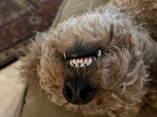 Poppy enjoying a belly rub!