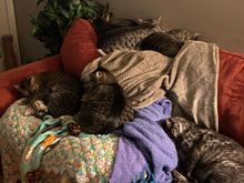 This is our couch now lady. Find somewhere else to sit.
