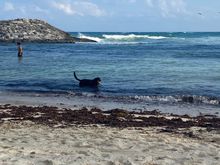 No Gumbo, but there was a pup enjoying time on the beach
